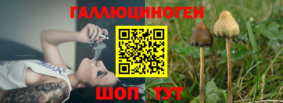 Галлюциногенные грибы Psilocybe Октябрьский
